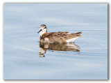 Red Necked Phalarope, juv./Phalarope   bec troit, juv.2/2