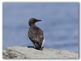 Common Murre/Guillemot Marmette