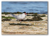 Arctic Tern/Sterne arctique