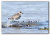 Black bellied Plover/Pluvier argent