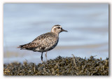 Black bellied Plover/Pluvier argent