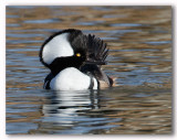 Hooded Merganser/Harle couronn