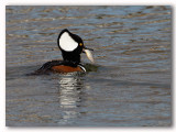 Hooded Merganser/Harle couronn