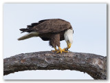 Bald Eagle/Pygargue  tte blanche