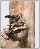 Pileated Woodpecker young/Grand pic, jeune