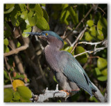  Green Heron/Hron vert