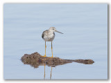 Willet/Chevalier semipalm