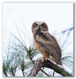 Great Horned Owl, young/Grand-duc dAmrique, jeune
