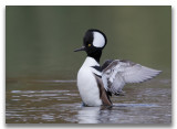 Hooded Merganser/Harle couronn