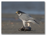 Peregrine Falcon/Faucon plerin
