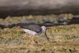 Terek Sandpiper (Xenus cinereus)