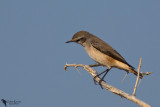 Red-tailed Wheatear (Oenanthe chrysopygia)