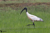 Black-headed ibis (Threskiornis melanocephalus)