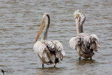 Spot-billed pelican (Pelecanus philippensis)
