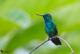  Blue-tailed emerald (Chlorostilbon mellisugus)