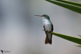 White-bellied hummingbird (Amazilia chionogaster)