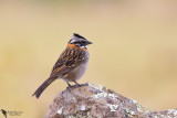 Rufous-collared sparrow (Zonotrichia capensis)