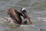 Peruvian pelican (Pelecanus thagus)
