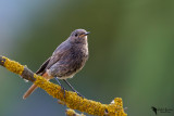 Black Redstart (Phoenicurus ochruros)