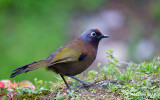 Malayan Laughingthrush - Trochalopteron peninsulae