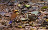 Banded Pitta - Female and Juvenile