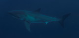 IMG_0604_DxO.JPG
