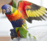 Young Rainbow lorikeets