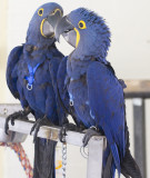 Bono & King Hyacint macaws