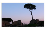 Prime luci dell'alba al Palatino