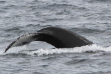 Megaptera novaeangliae - Humpback whale