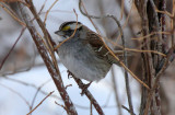 White-throated Sparrow 2014-02-08