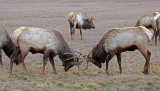 Elk 2014-02-16
