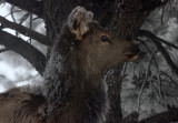 Elk 2014-02-23