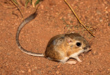Ords Kangaroo Rat 2013-08-02
