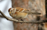 American Tree Sparrow 2013-01-02