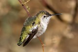 Annas Hummingbird 2007-01-15