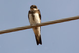Bank Swallow 2012-08-22