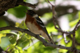 Bay-breasted Warbler 2011-05-27