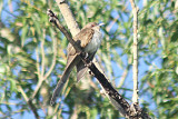 Black-billed Cuckoo 2010-06-15