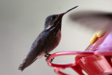 Calliope Hummingbird 2012-07-15