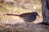 Long-billed Thrasher 2006-02-25