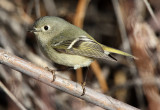 Ruby-crowned Kinglet 2012-12-16