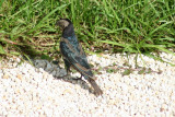 Shiny Cowbird 2007-09-19