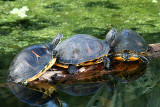 Florida Red-bellied Turtle 2007-10-11