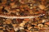 Glossy Snake 2012-07-11