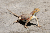 Lesser Earless Lizard 2012-07-12