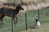Elk 2009-04-23