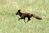 Red Fox 2009-05-12