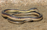 Common Garter Snake 2013-09-28
