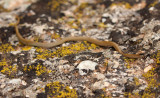 Plains Black-headed Snake 2013-09-08